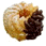 e-fre.gif